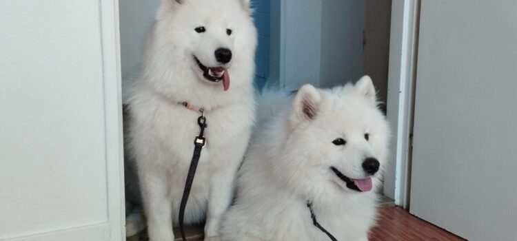 24. 3.: Canisterapeutická dílna