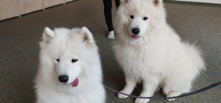 12. 5.: Canisterapeutická dílna 12. 5.: Canisterapeutická dílna