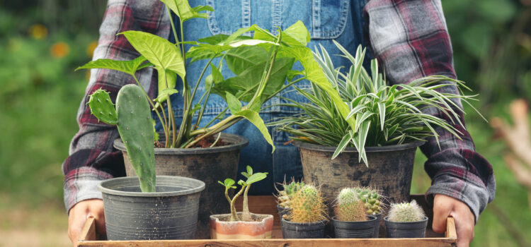 8. 6.: Swap rostlin a zahradnických potřeb